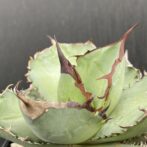 アガベ　黒犀牛