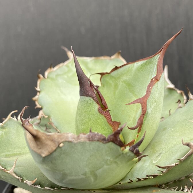 アガベ　黒犀牛