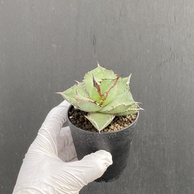 アガベ　黒犀牛