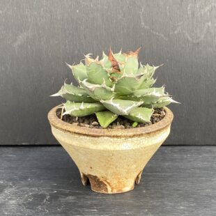 特別な植物に特別な鉢を ｜ Ms'+ (エムズプラス)