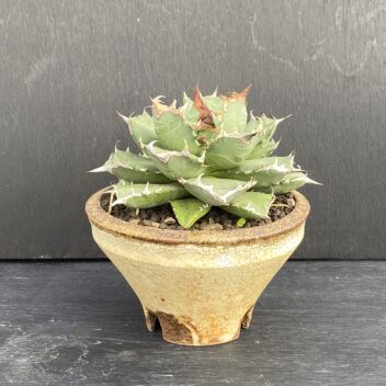 アガベ 姫厳竜 ⑪