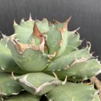 アガベ　姫厳竜