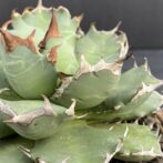 アガベ　姫厳竜