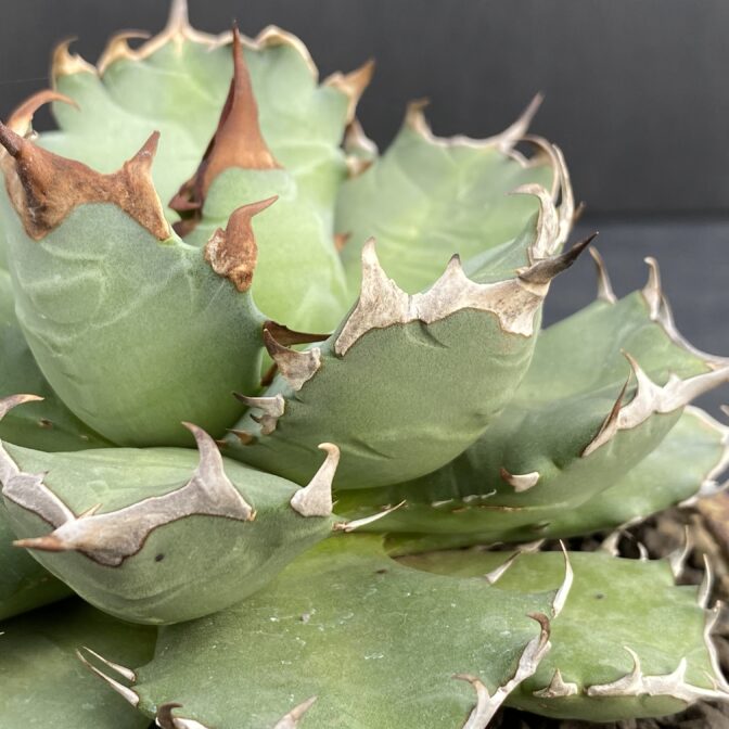 アガベ　姫厳竜