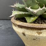 アガベ　姫厳竜