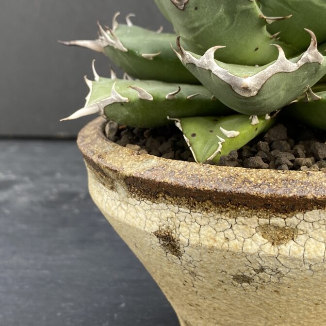 アガベ　姫厳竜