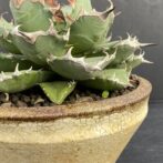 アガベ　姫厳竜