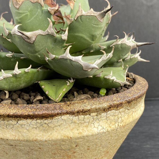 アガベ　姫厳竜