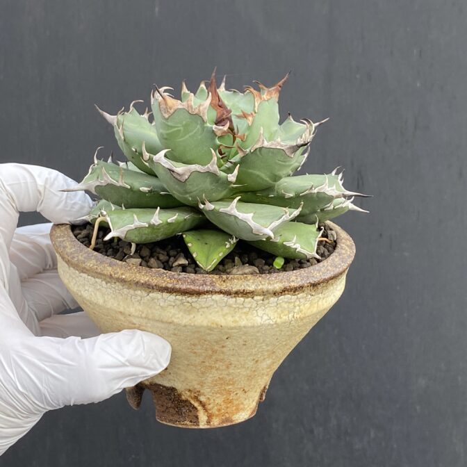 アガベ　姫厳竜