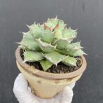 アガベ　姫厳竜