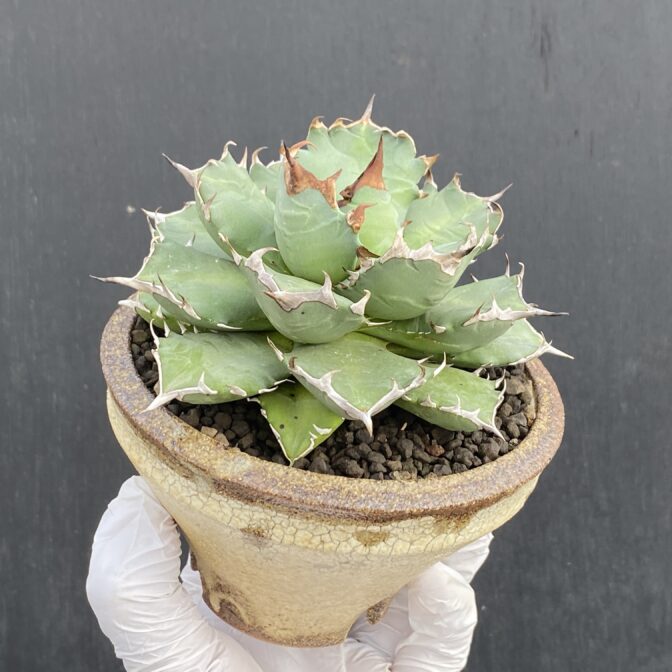 アガベ　姫厳竜