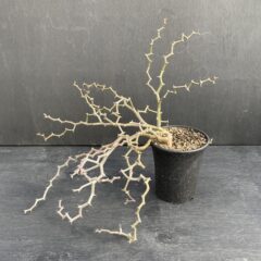 ジグザグの木 ②