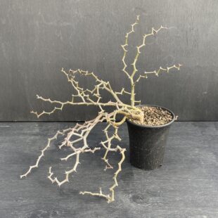 特別な植物に特別な鉢を ｜ Ms'+ (エムズプラス)