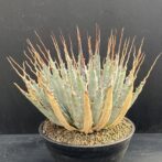 ガベ ユタエンシス エボリスピナ 陽炎