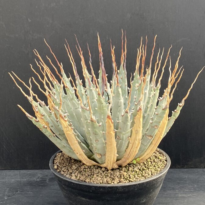 ガベ ユタエンシス エボリスピナ 陽炎