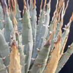 ガベ ユタエンシス エボリスピナ 陽炎