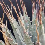 ガベ ユタエンシス エボリスピナ 陽炎