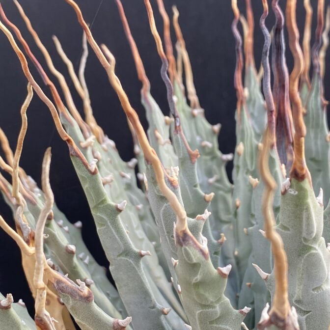 ガベ ユタエンシス エボリスピナ 陽炎