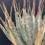 ガベ ユタエンシス エボリスピナ 陽炎