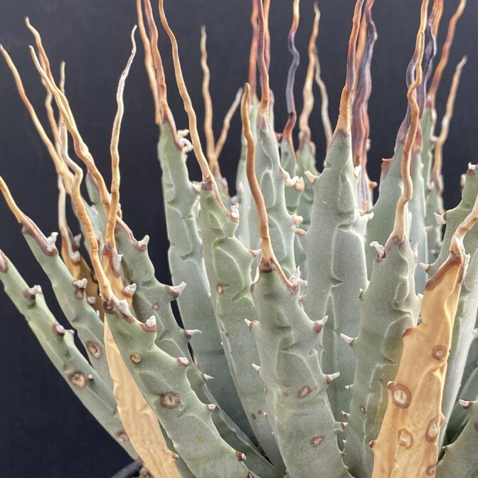 ガベ ユタエンシス エボリスピナ 陽炎