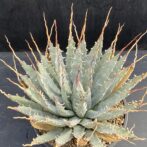 ガベ ユタエンシス エボリスピナ 陽炎