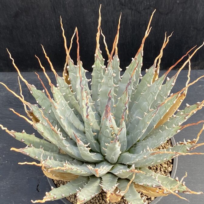 ガベ ユタエンシス エボリスピナ 陽炎