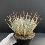 ガベ ユタエンシス エボリスピナ 陽炎