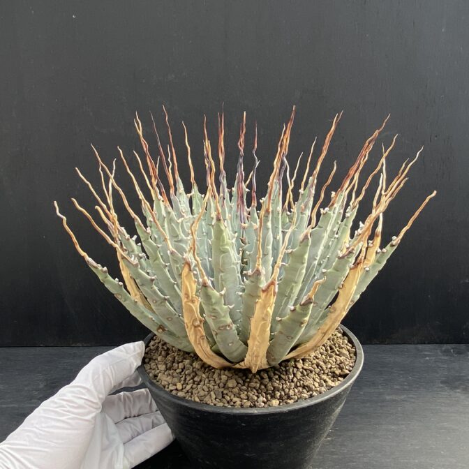 ガベ ユタエンシス エボリスピナ 陽炎