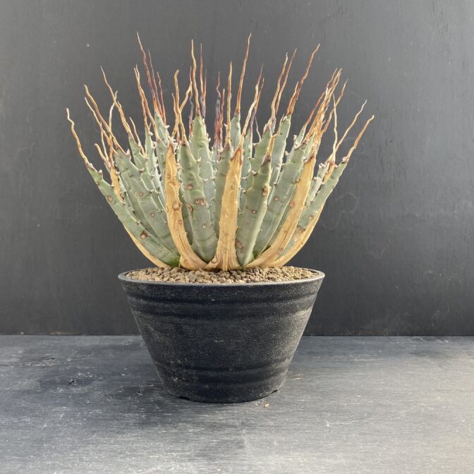 ガベ ユタエンシス エボリスピナ 陽炎