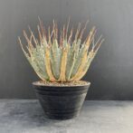 ガベ ユタエンシス エボリスピナ 陽炎