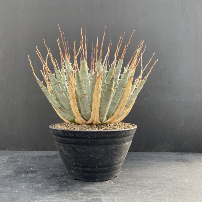 ガベ ユタエンシス エボリスピナ 陽炎