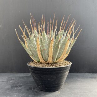 特別な植物に特別な鉢を ｜ Ms'+ (エムズプラス)