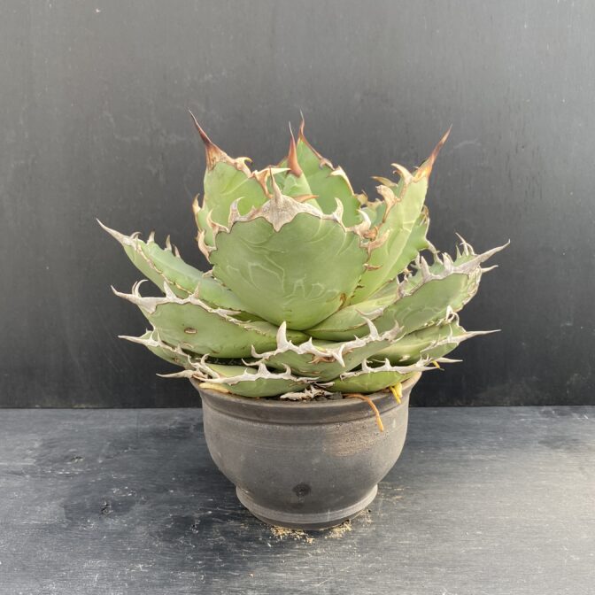 アガベ チタノタ 白鯨