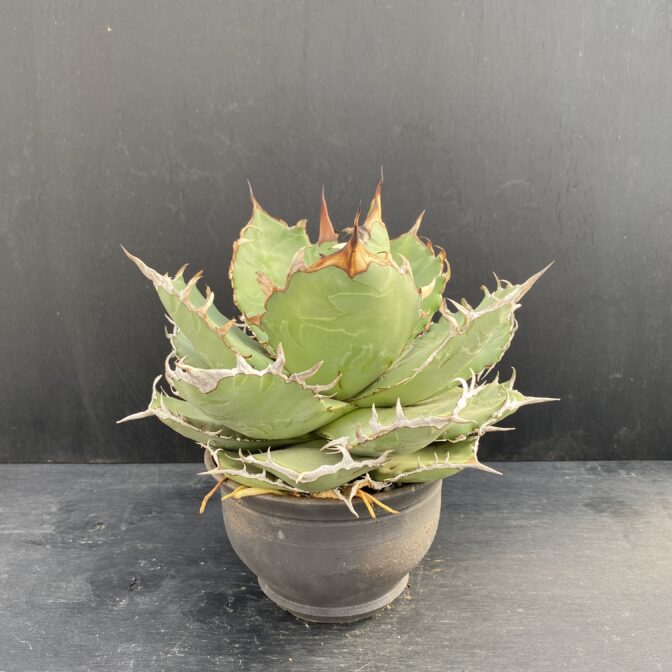 アガベ チタノタ 白鯨