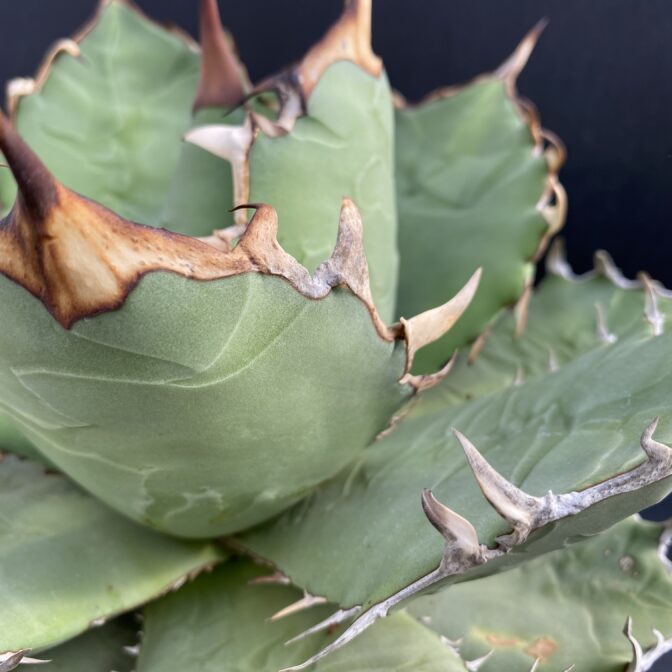 アガベ チタノタ 白鯨