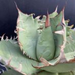 アガベ チタノタ 白鯨