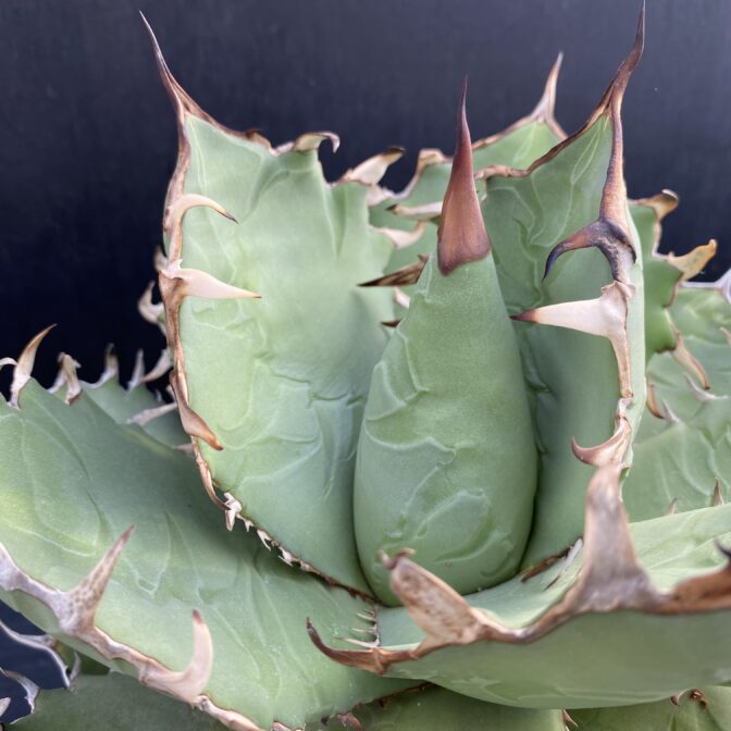 アガベ チタノタ 白鯨