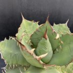 アガベ チタノタ 白鯨