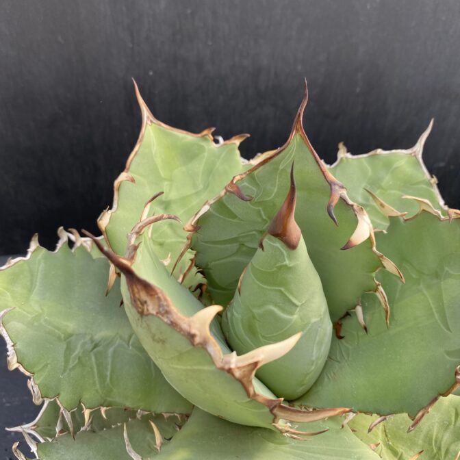 アガベ チタノタ 白鯨