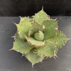 アガベ チタノタ 白鯨