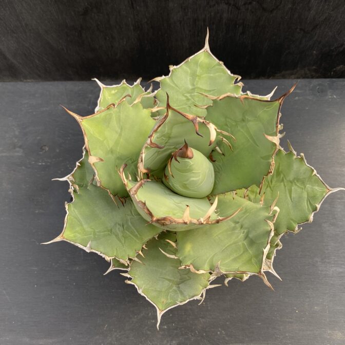 アガベ チタノタ 白鯨