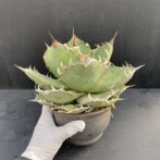 アガベ チタノタ 白鯨