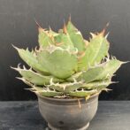 アガベ チタノタ 白鯨