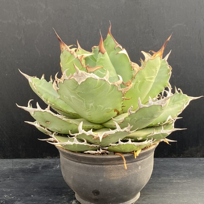 アガベ チタノタ 白鯨