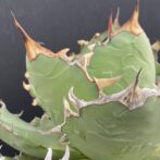 アガベ チタノタ 白鯨