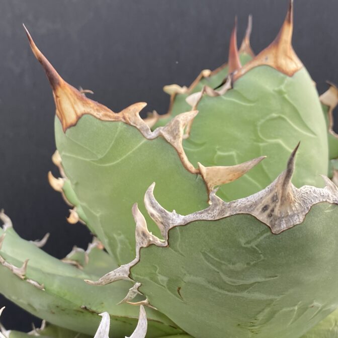 アガベ チタノタ 白鯨