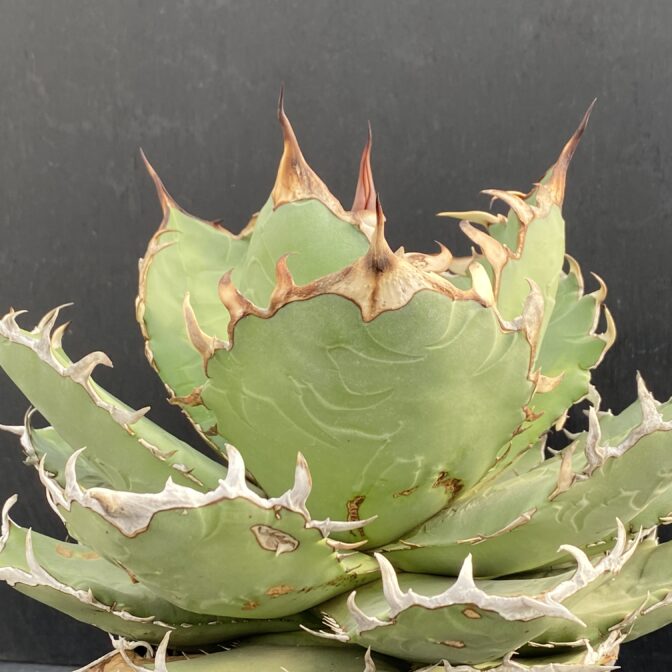 アガベ チタノタ 白鯨