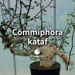 コミフォラ カタフ｜ソマリアの砂漠に香る静寂の宝石