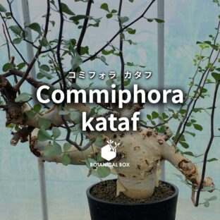 コミフォラ カタフ｜ソマリアの砂漠に香る静寂の宝石