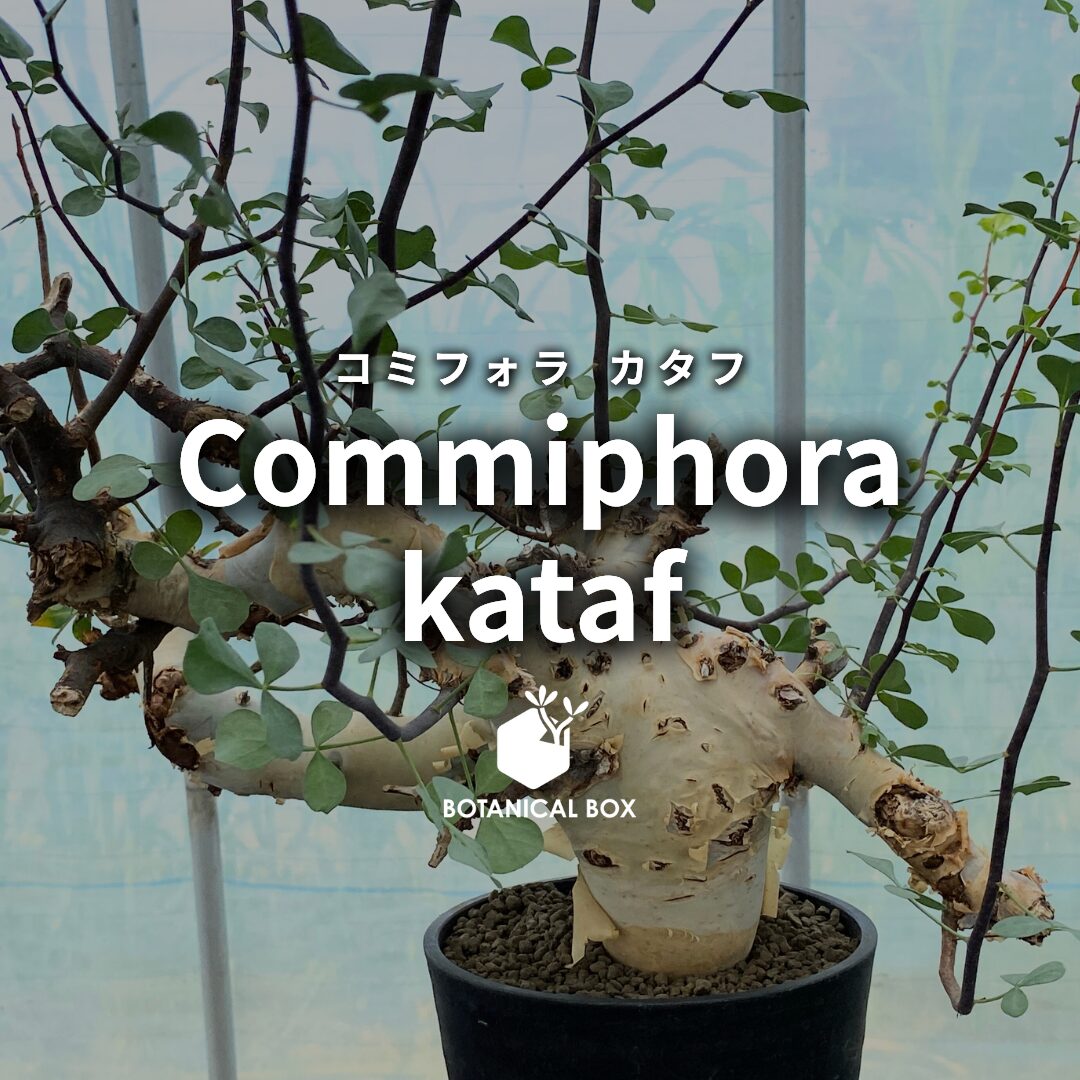 コミフォラ カタフ